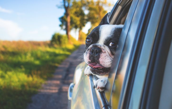 car-spring-dog