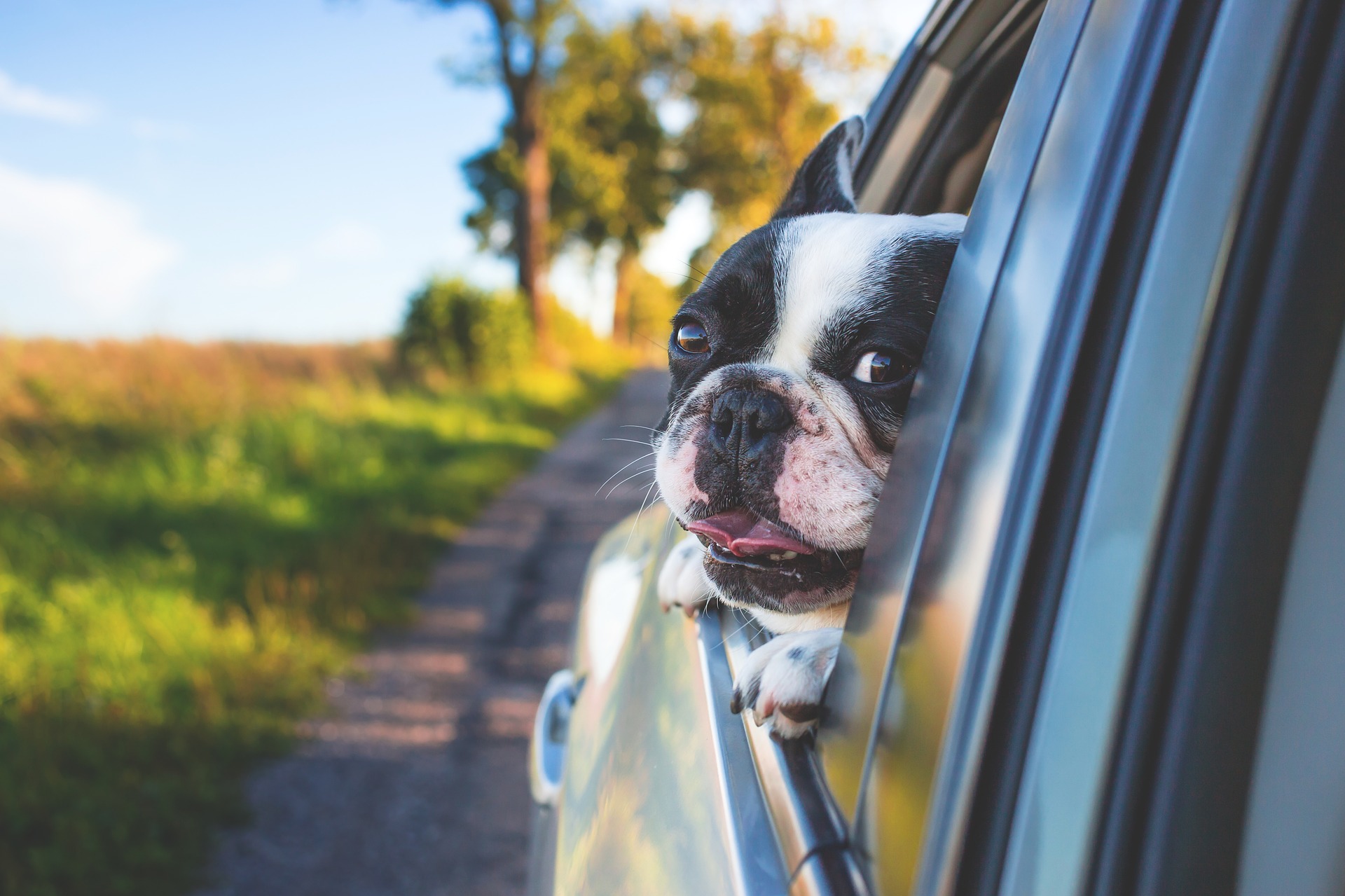 car-spring-dog